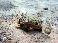 Dactylopus dactylopus