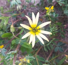 Arctotheca calendula