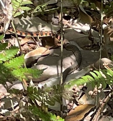 Rhabdophis tigrinus tigrinus
