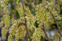 Corylopsis sinensis