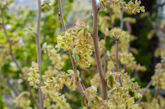 Corylopsis sinensis