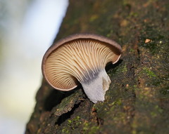 Pleurotus australis