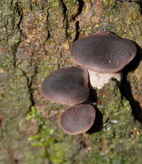 Pleurotus australis