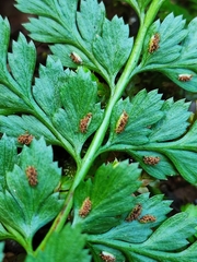 Asplenium adiantum-nigrum