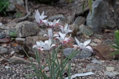 Tulipa clusiana
