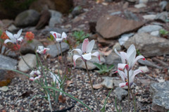 Tulipa clusiana