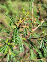 Dodonaea multijuga