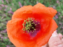 Papaver pinnatifidum