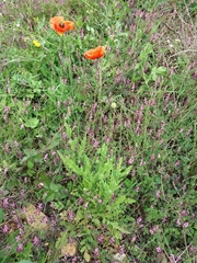 Papaver pinnatifidum