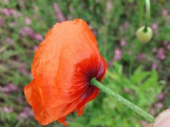 Papaver pinnatifidum