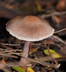 Thaxterogaster submagellanicus