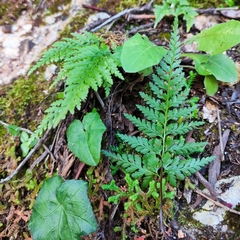 Asplenium adiantum-nigrum
