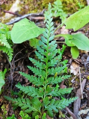 Asplenium adiantum-nigrum