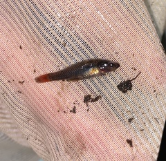 Hypseleotris galii