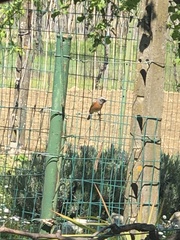 Phoenicurus phoenicurus