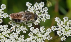 Stratiomys longicornis