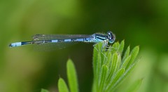 Coenagrion scitulum