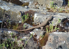 Podarcis muralis