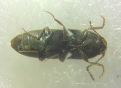 Elateroidea