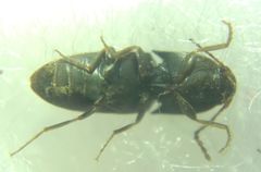 Elateroidea