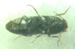 Elateroidea