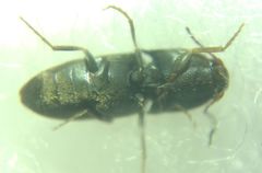 Elateroidea