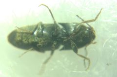 Elateroidea