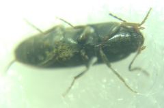 Elateroidea