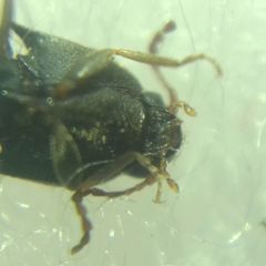 Elateroidea