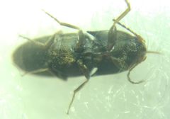 Elateroidea
