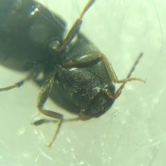 Elateroidea