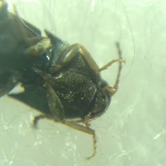 Elateroidea