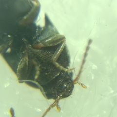 Elateroidea