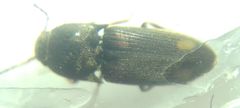Elateroidea