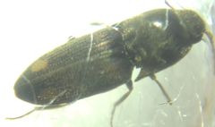 Elateroidea