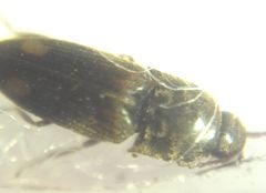 Elateroidea