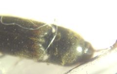 Elateroidea