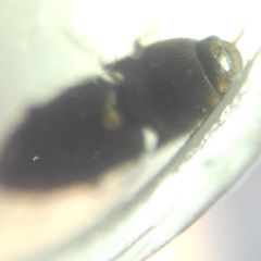 Elateroidea