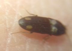 Elateroidea
