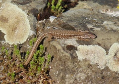Podarcis muralis