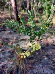 Acacia cremiflora