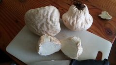 Calvatia lilacina