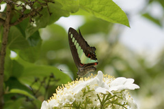 Graphium sarpedon