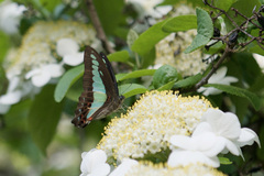Graphium sarpedon