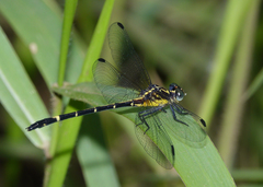 Austrogomphus bifurcatus
