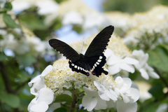 Papilio polytes