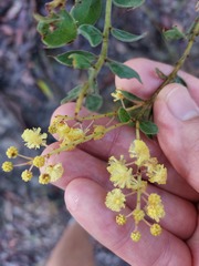 Acacia cremiflora