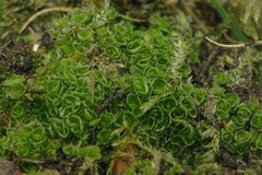 Oedipodium griffithianum