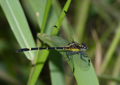 Austrogomphus bifurcatus
