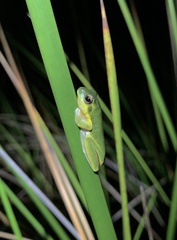Litoria cooloolensis